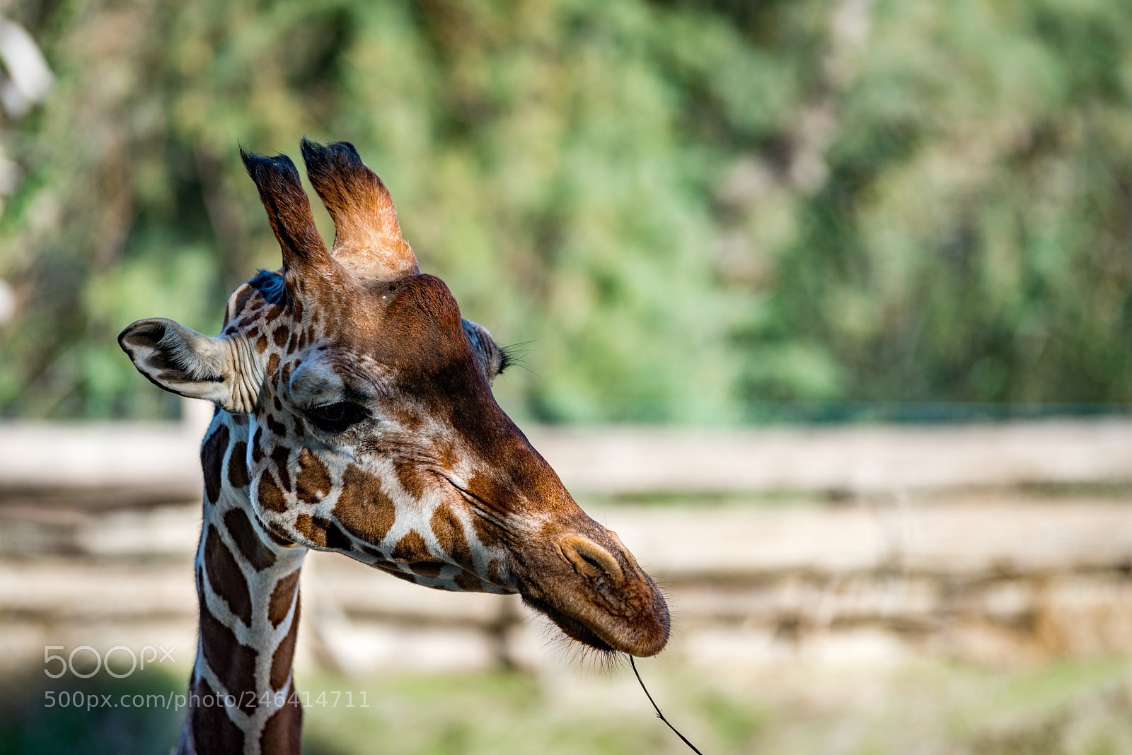 Nikon D610 sample photo. Hello madame photography
