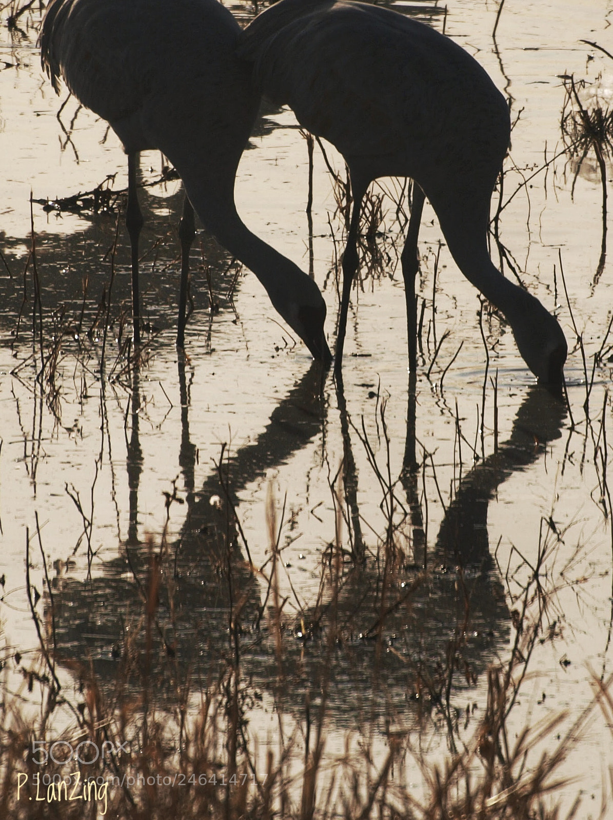 Olympus E-3 sample photo. Sandhills in silhouette photography