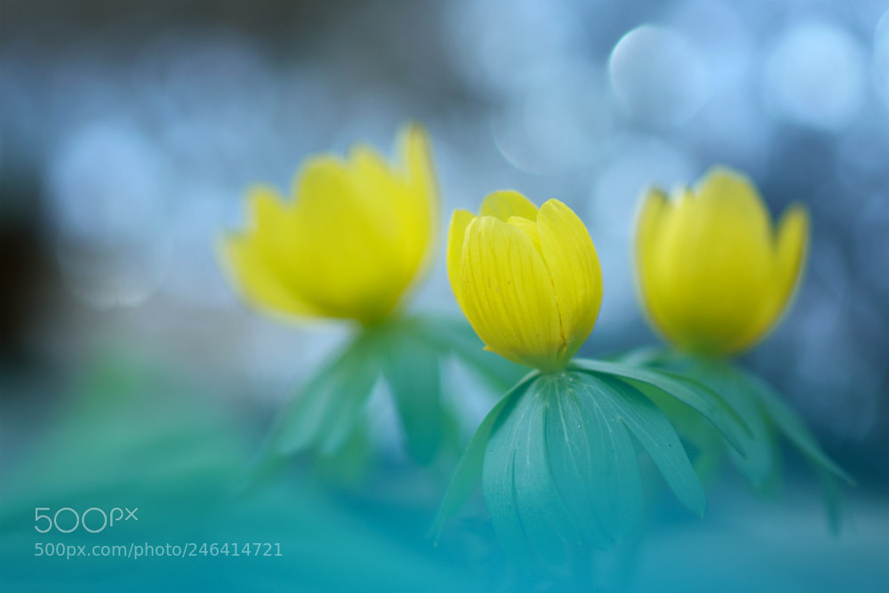 Sony ILCA-77M2 sample photo. Winter aconite photography