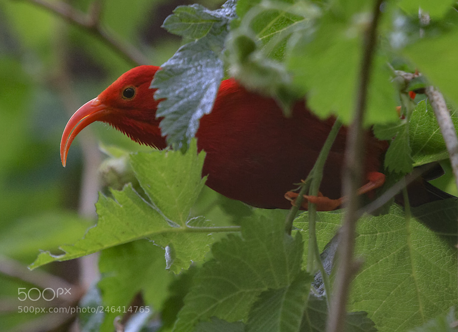 Canon EOS 7D sample photo. 'i'iwi endangered hawaii honey photography