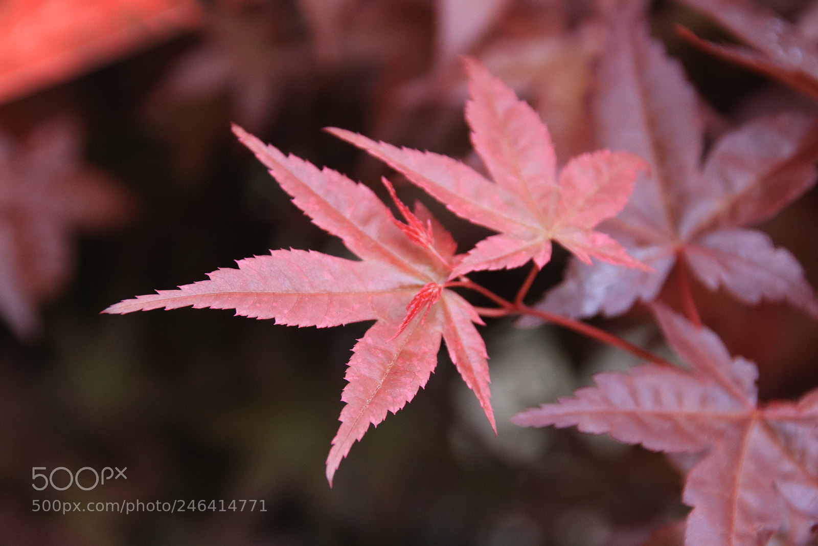 Canon EOS 760D (EOS Rebel T6s / EOS 8000D) sample photo. Untitled photography