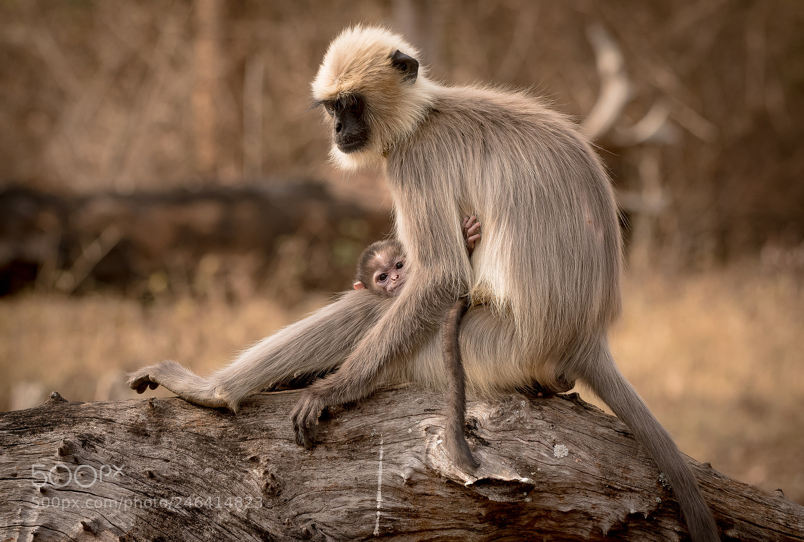 Nikon D500 sample photo. Langur kid photography