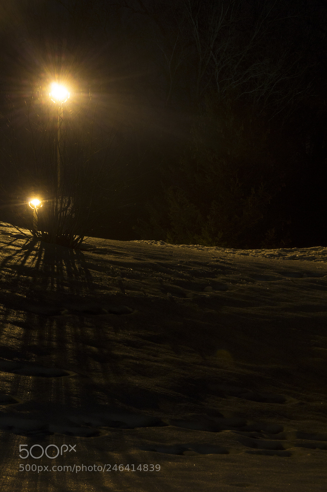 Canon EOS 1200D (EOS Rebel T5 / EOS Kiss X70 / EOS Hi) sample photo. Shrub and snow in photography