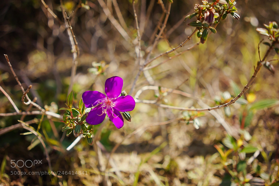 Sony a7R sample photo. 小花 photography