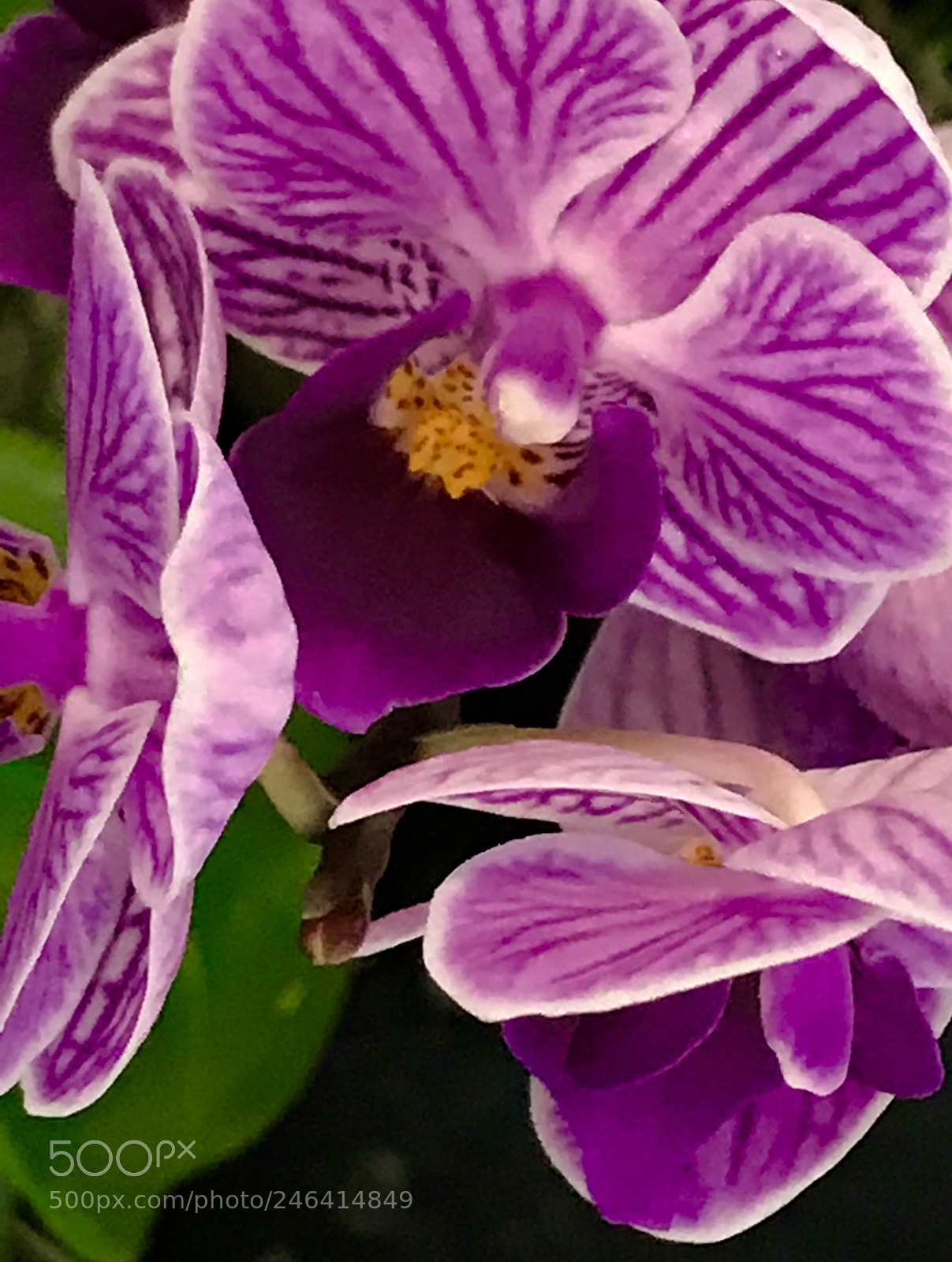 Apple iPhone 7 Plus sample photo. Starting photography