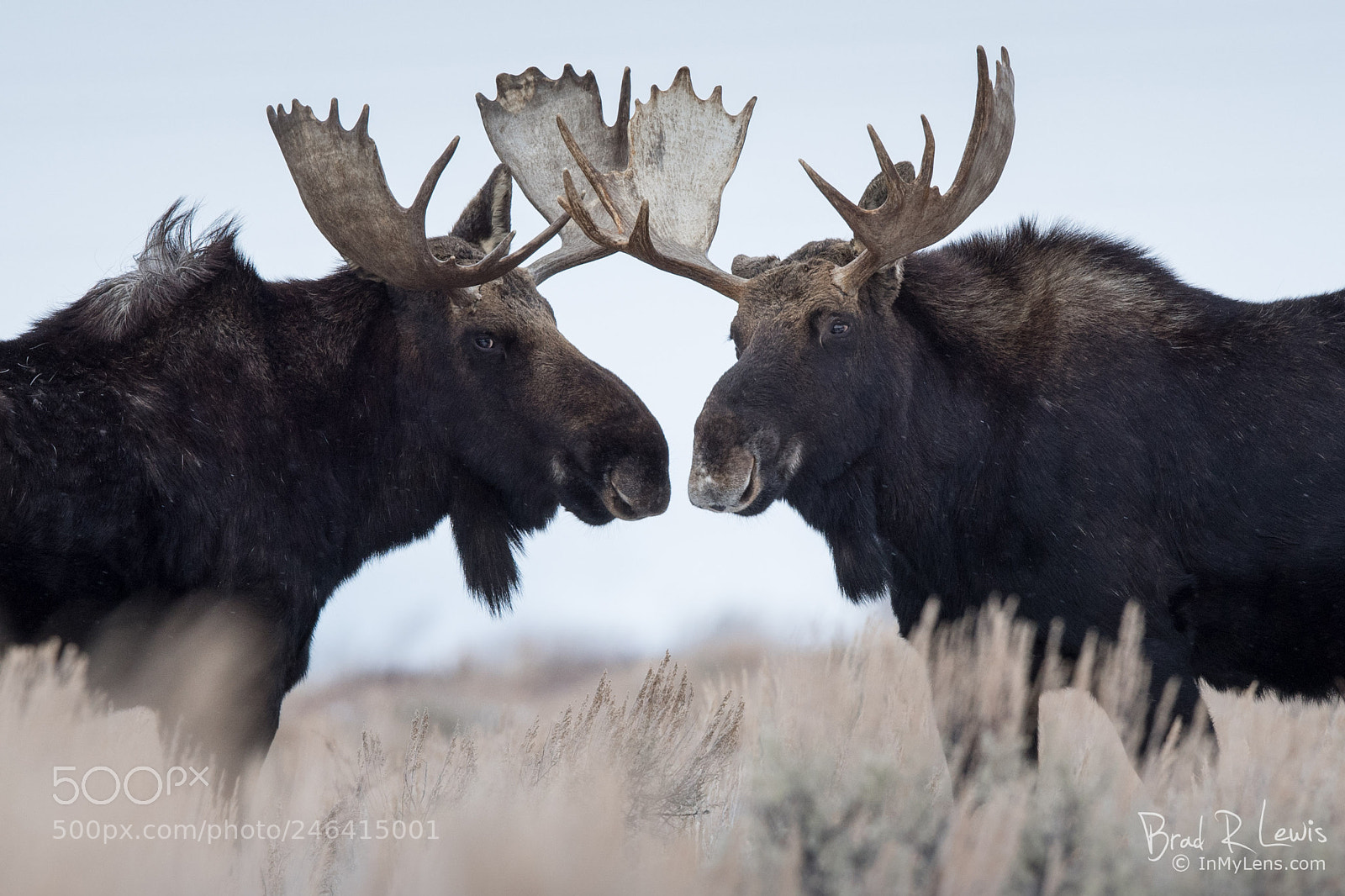 Nikon D5 sample photo. Moose - buddies photography