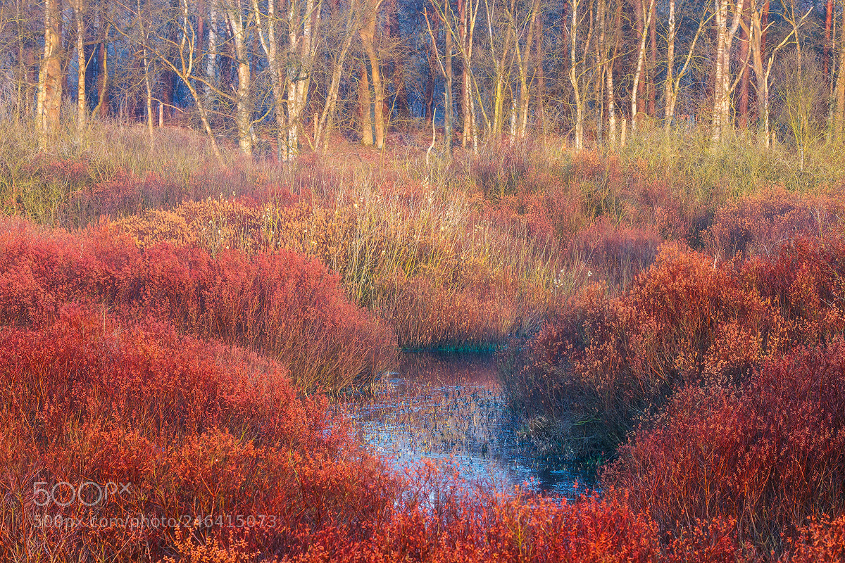 Canon EOS 7D sample photo. Coloured bog myrtle photography