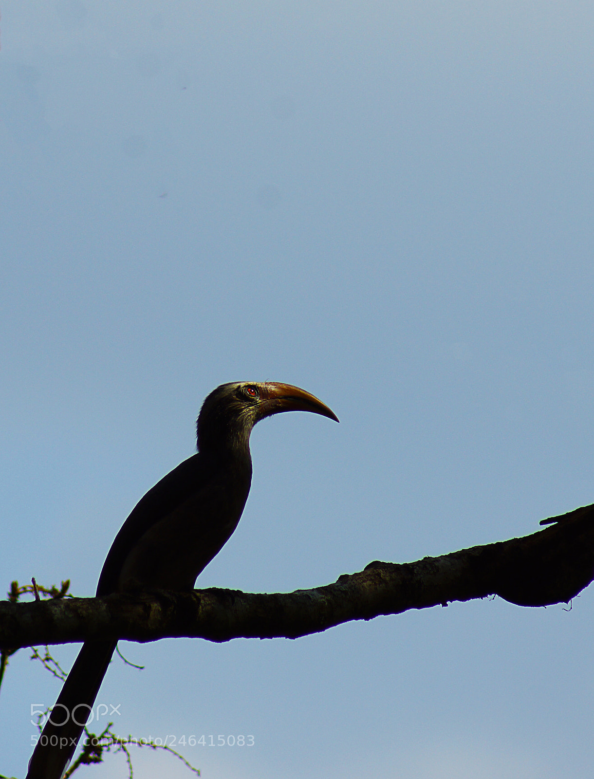 Sony SLT-A65 (SLT-A65V) sample photo. Malabar grey hornbill silhouette photography