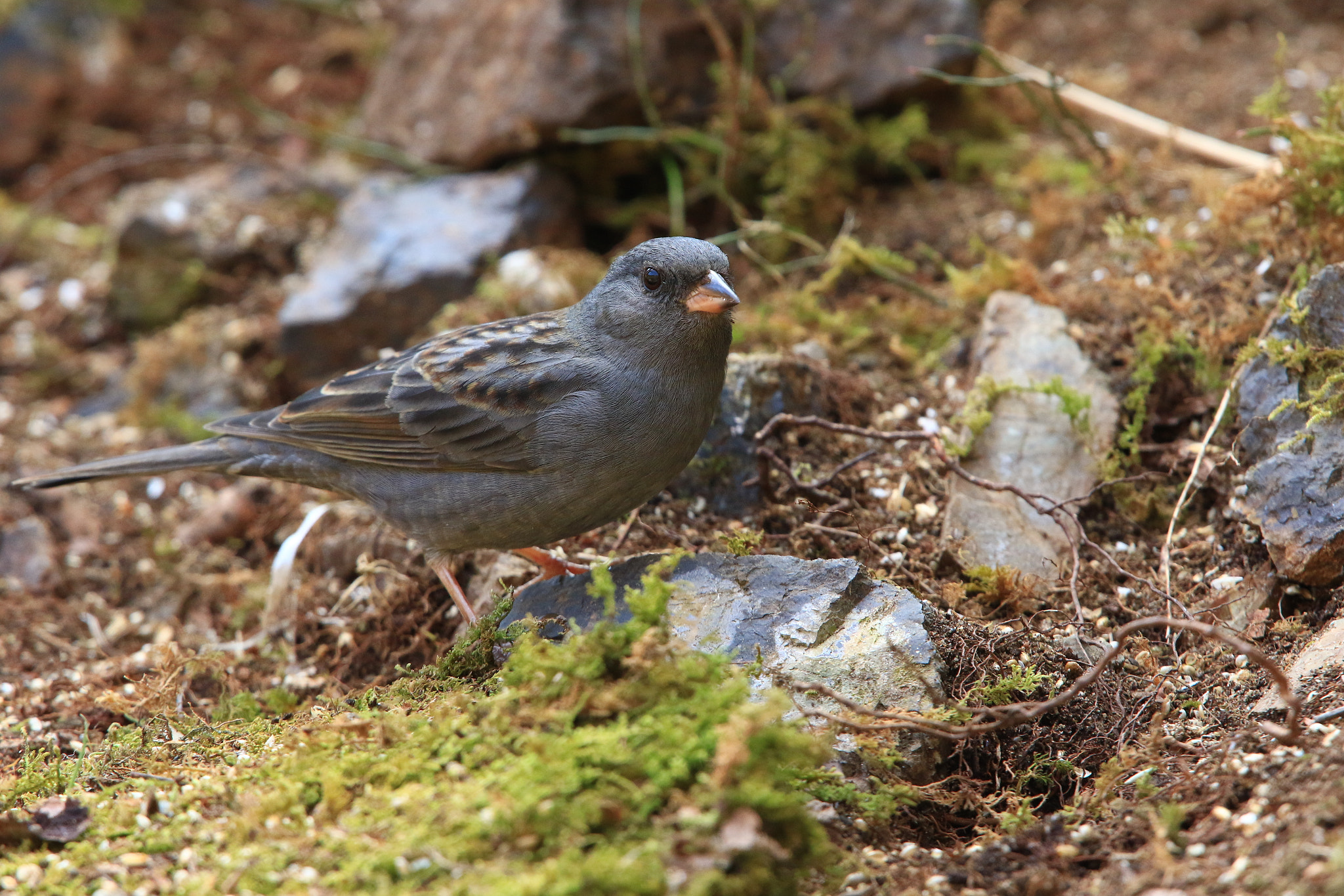 Canon EF 400mm F2.8L IS USM sample photo. Grey bunting  クロジ photography