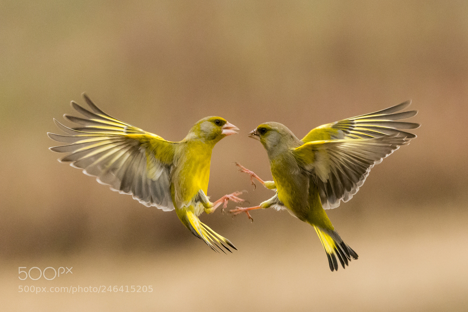 Nikon D850 sample photo. #fighting for food photography