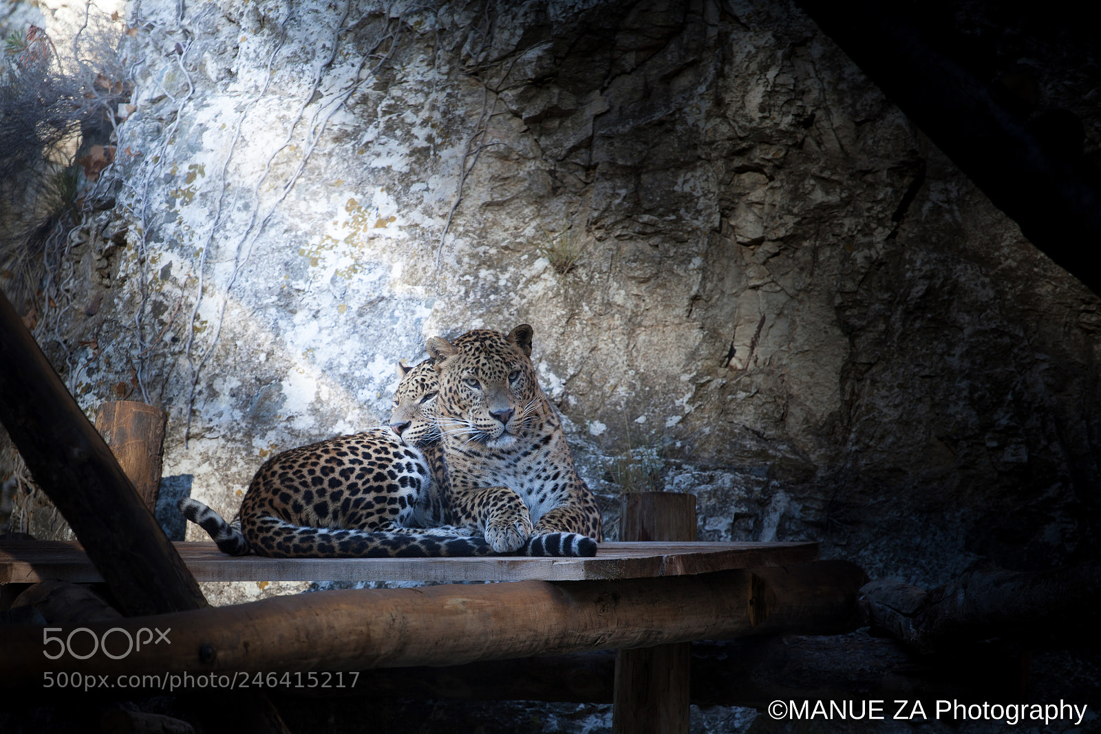 Canon EOS 5D Mark II sample photo. Leopard's protection photography