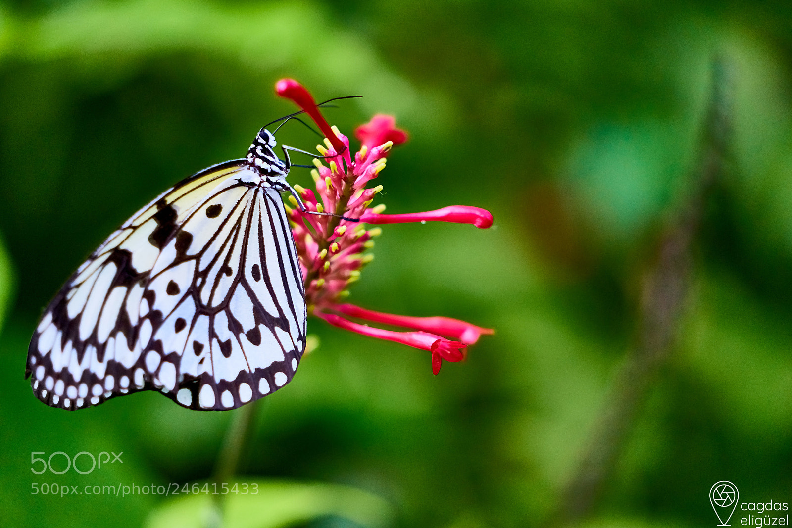 Sony a7 II sample photo. Butterfly on flower photography