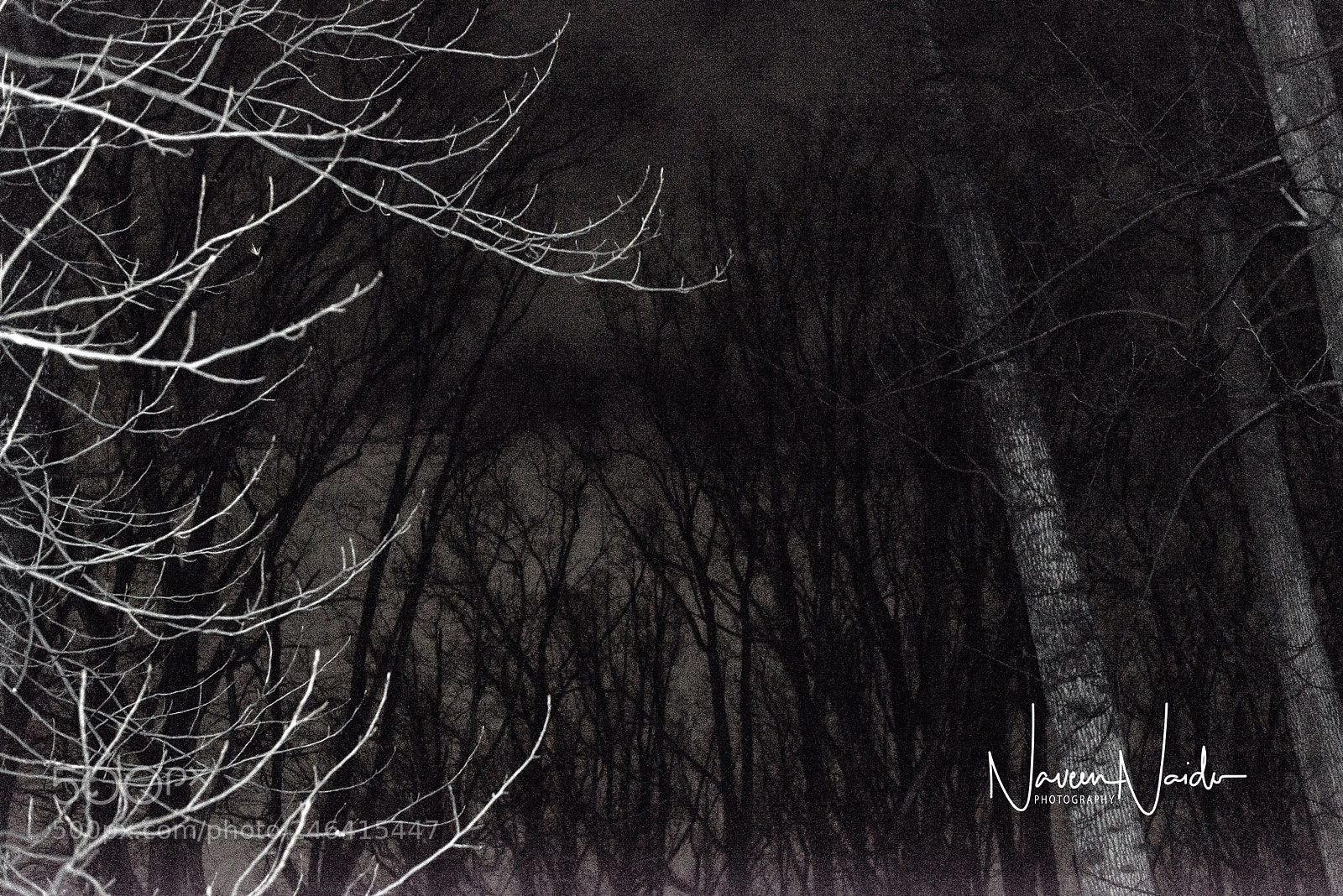 Nikon D800 sample photo. Dark woods photography
