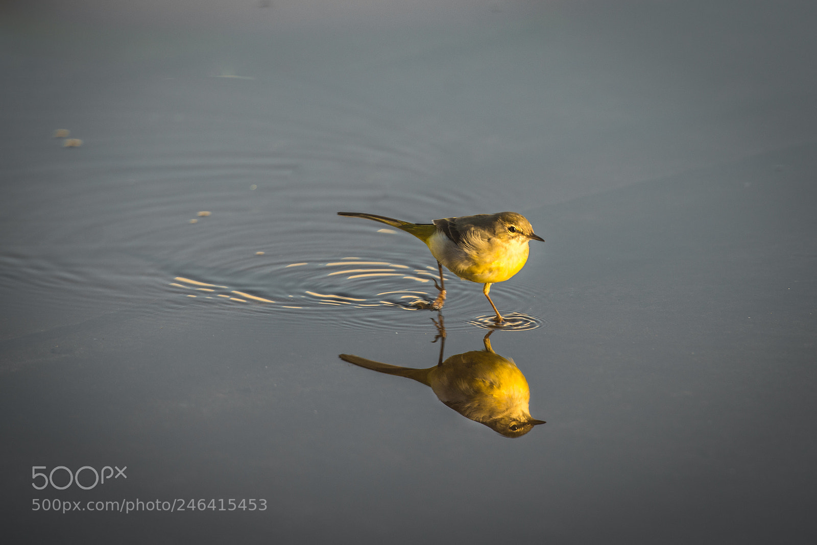 Nikon D800 sample photo. The reflection of a photography