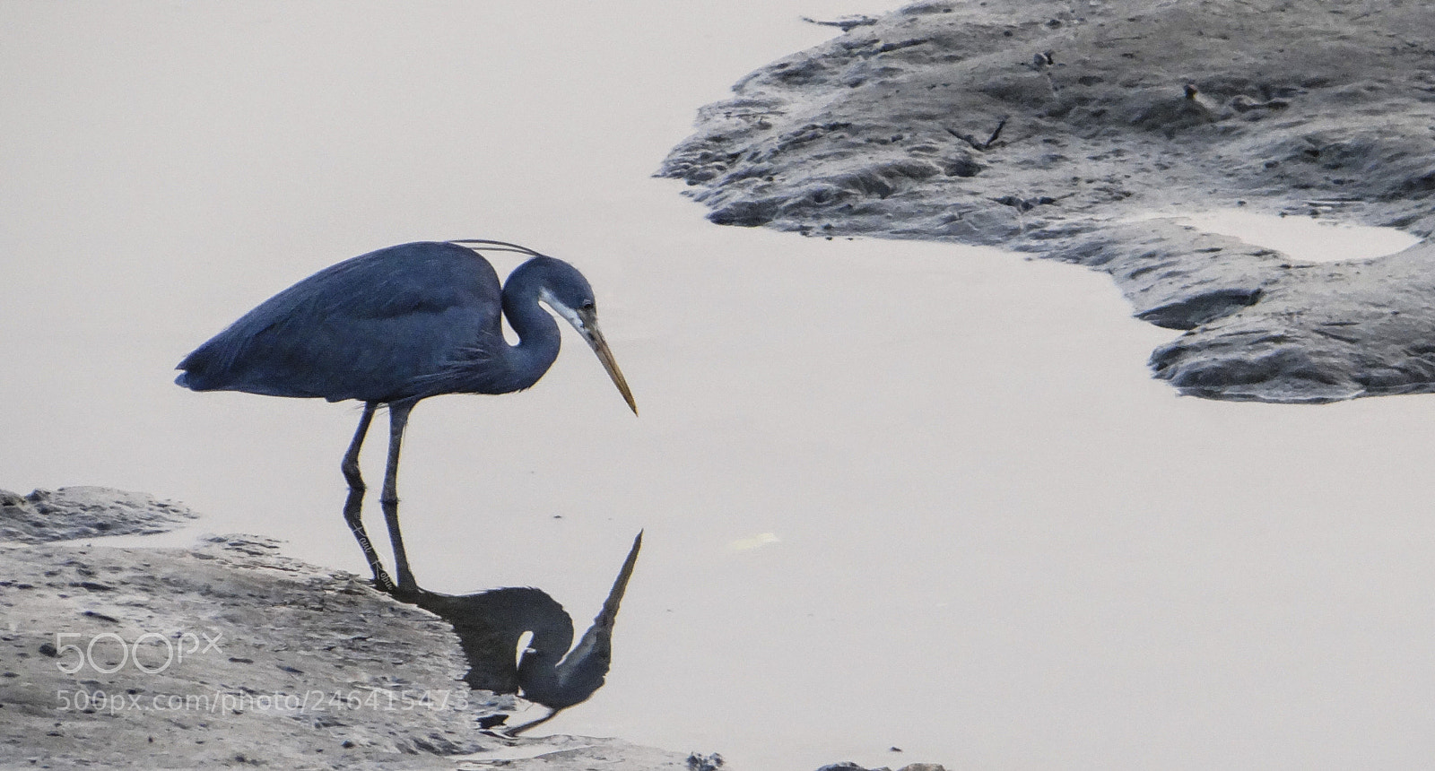 Sony DSC-HX200V sample photo. Indian reef heron photography