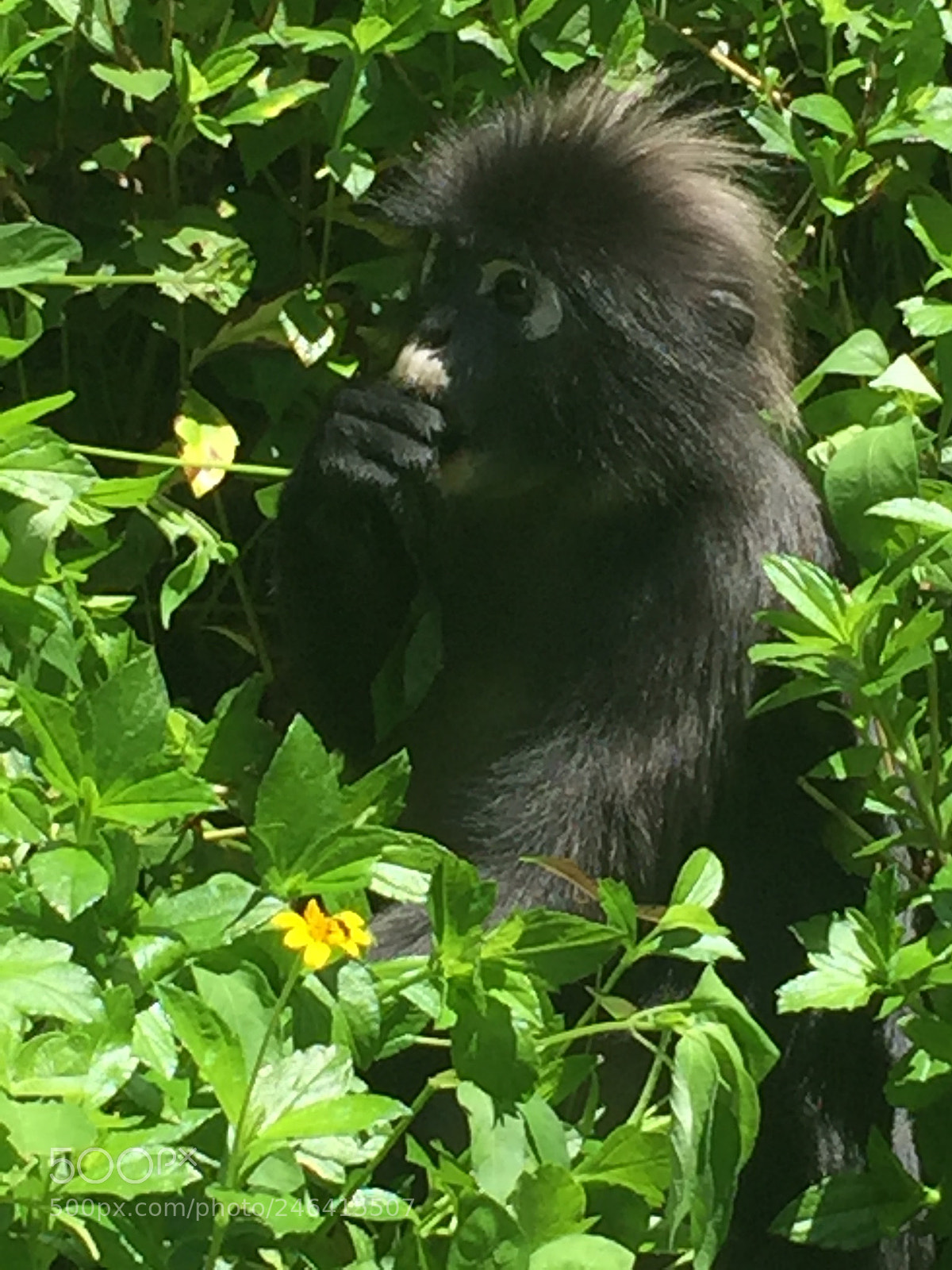 Apple iPhone 6 Plus sample photo. Monkey in jungle photography