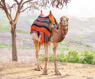 Nikon D300 sample photo. Sheesha the camel photography