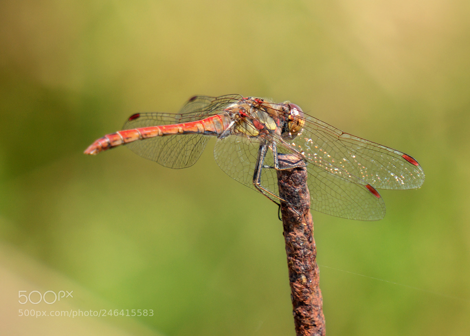 Sony Alpha NEX-6 sample photo. Dragonfly at rest photography