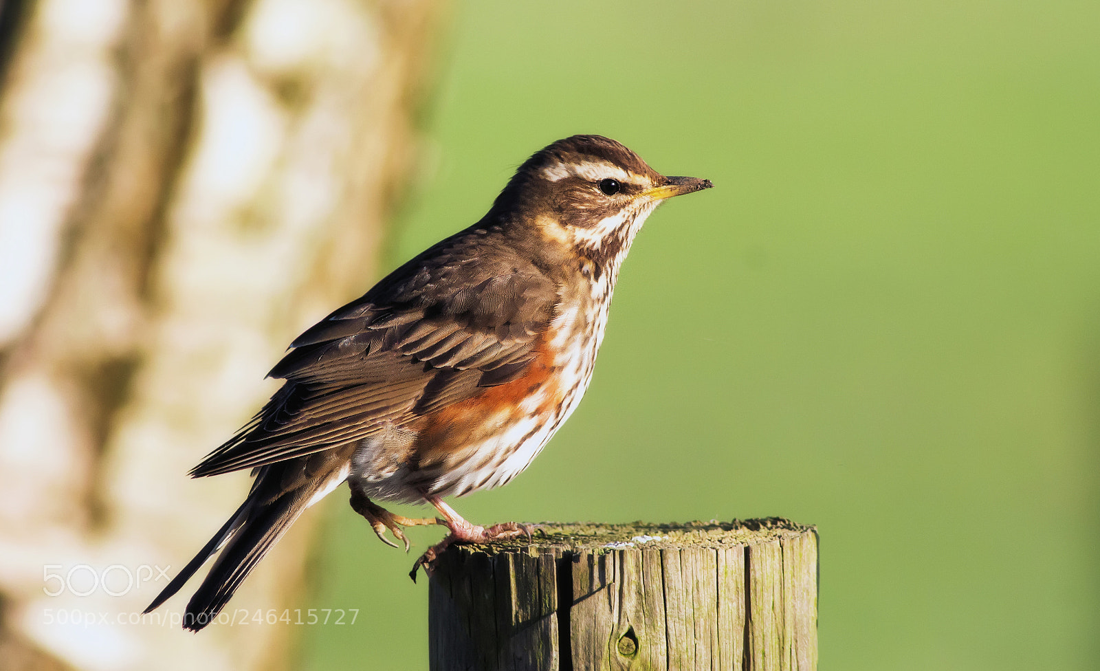 Canon EOS 700D (EOS Rebel T5i / EOS Kiss X7i) sample photo. Redwing (turdus iliacus) photography