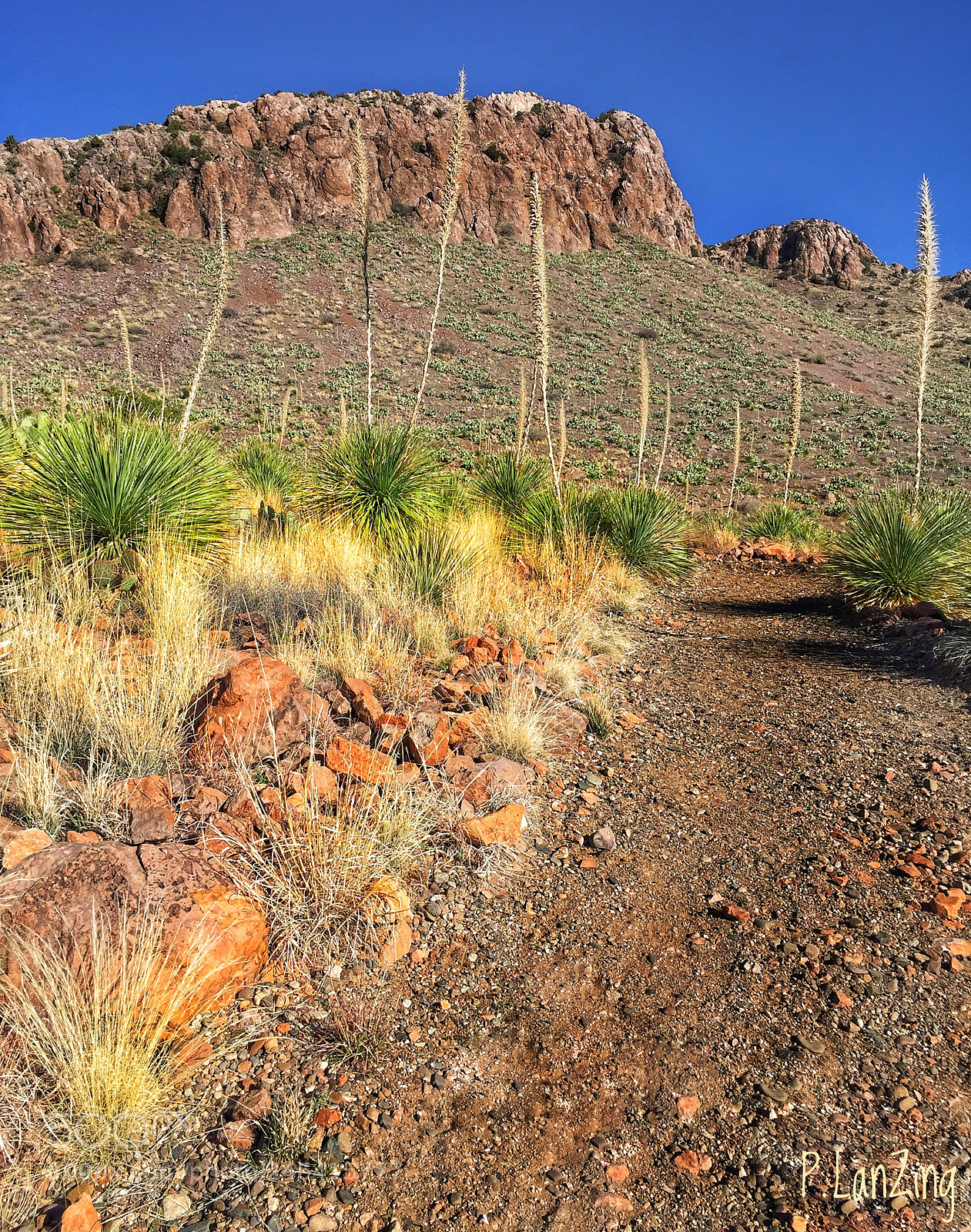 Apple iPhone 6 sample photo. Florida range, new mexico photography