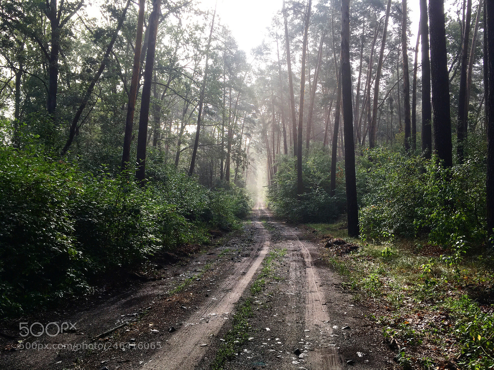 Apple iPhone SE sample photo. The road to fog photography