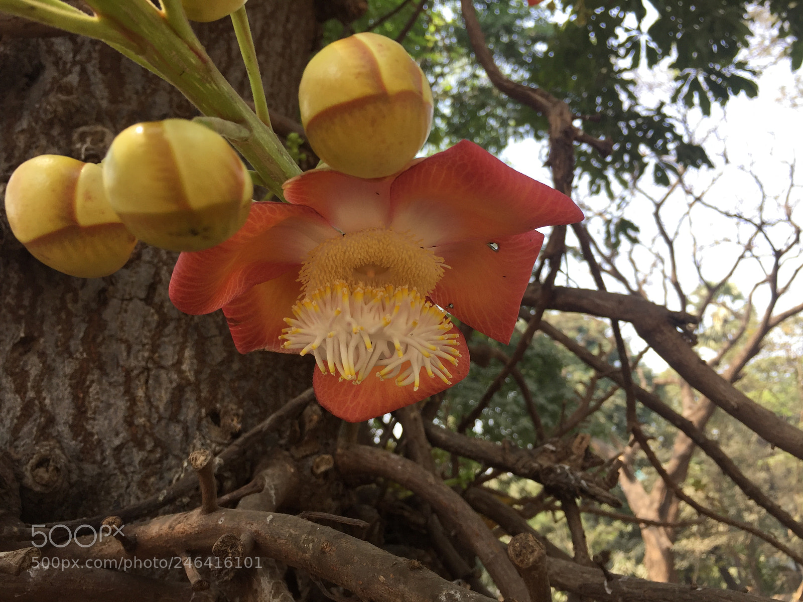 Apple iPhone 6 sample photo. Untitled photography