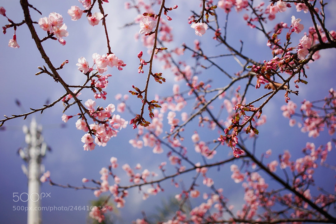 Sony a7R sample photo. 樱花 photography