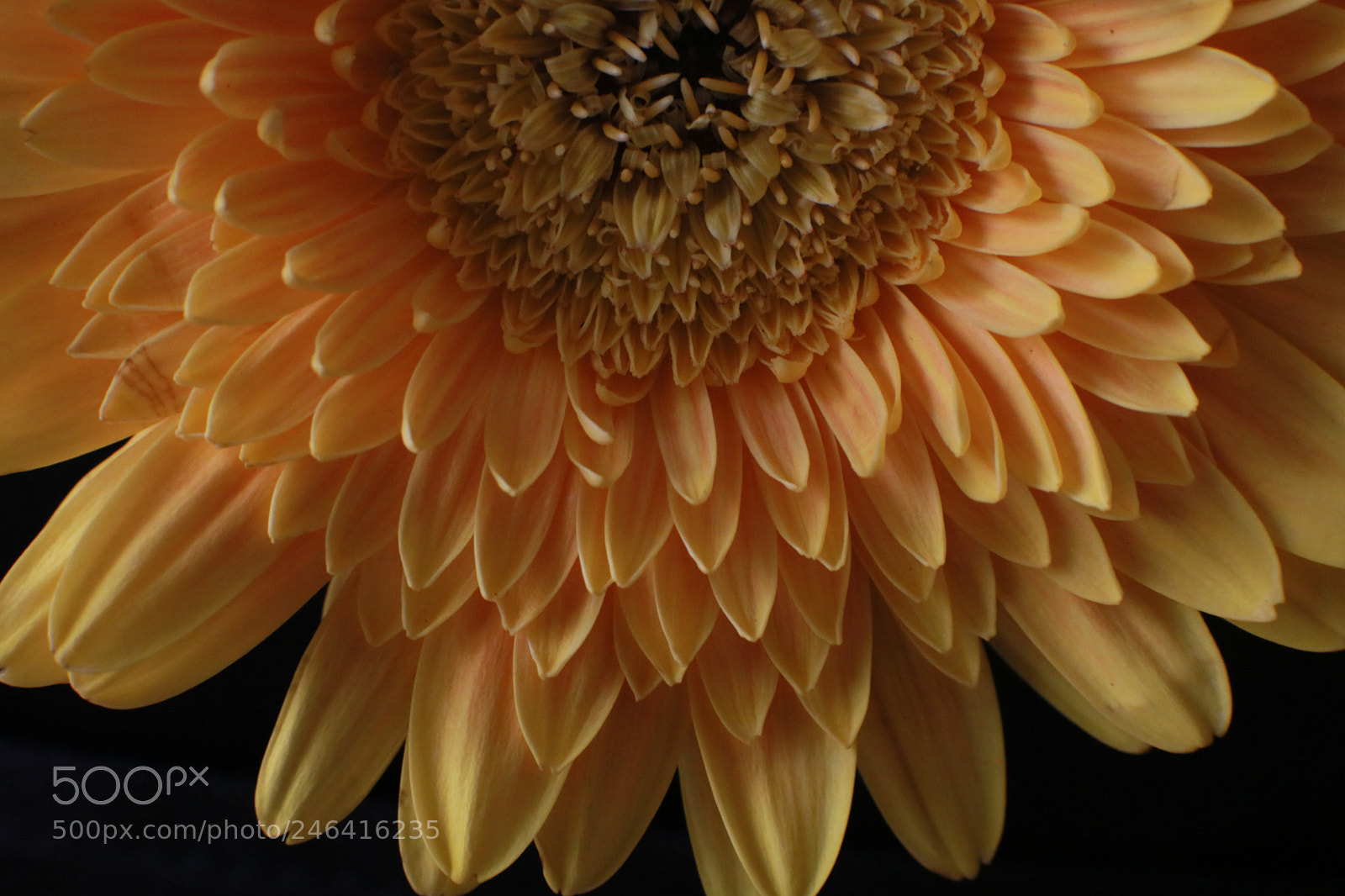 Canon EOS 760D (EOS Rebel T6s / EOS 8000D) sample photo. Beauty in bloom photography
