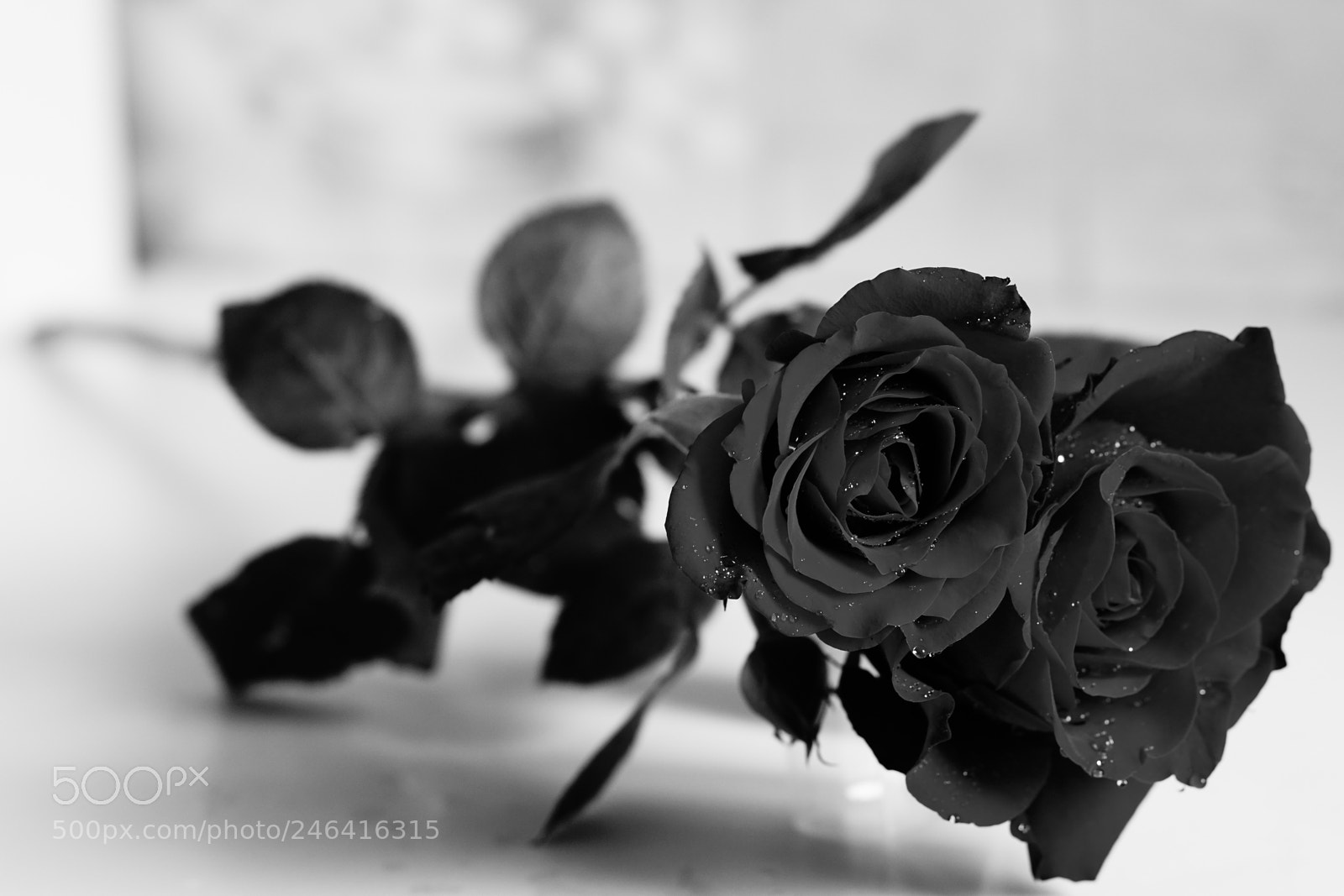 Sony a7R III sample photo. Black roses photography