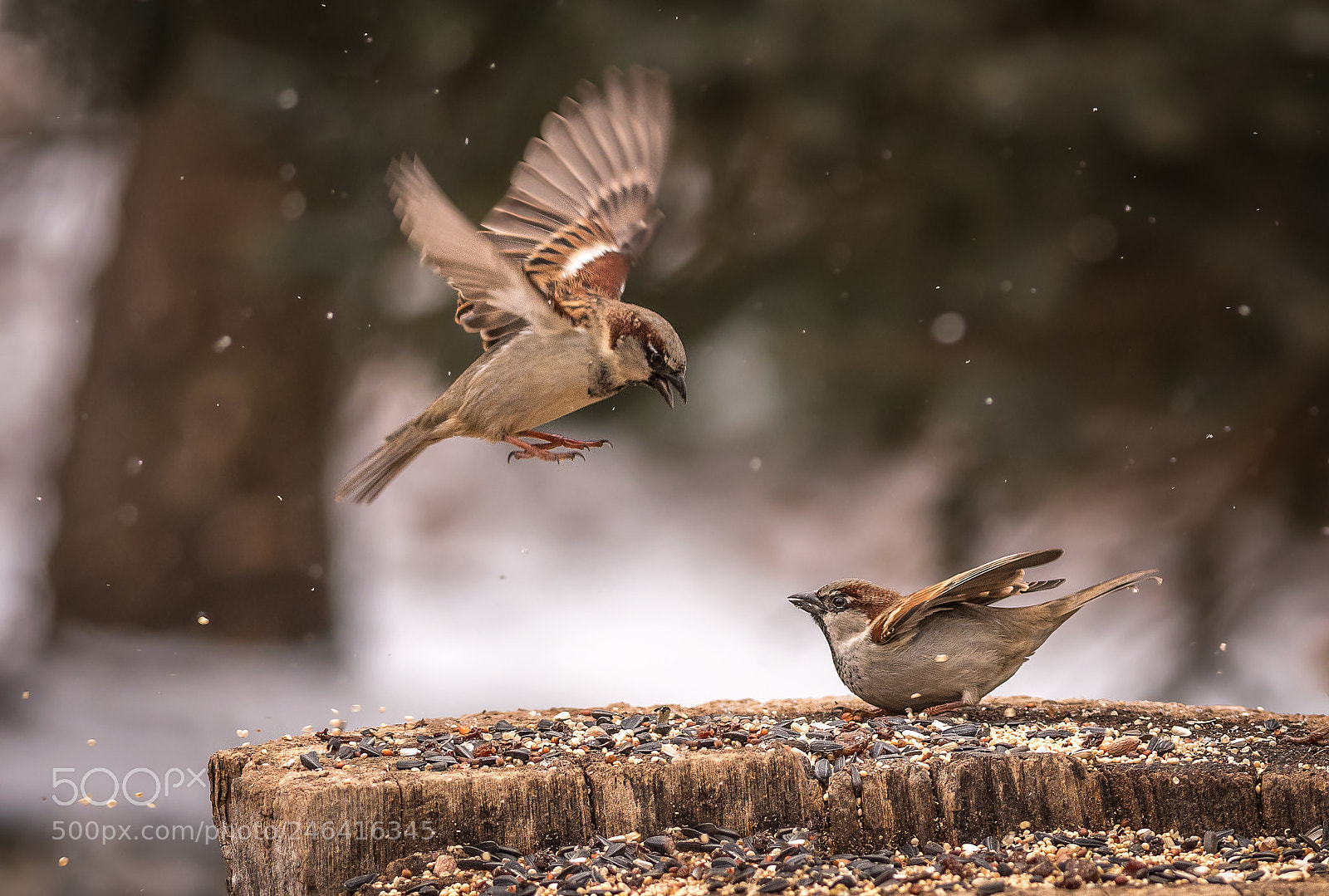 Nikon D500 sample photo. A sparrow squabble photography