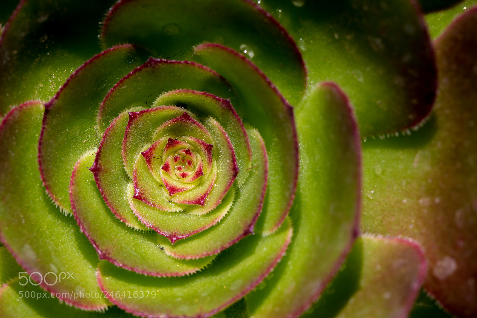 Canon EOS 6D sample photo. Sweet succulent photography