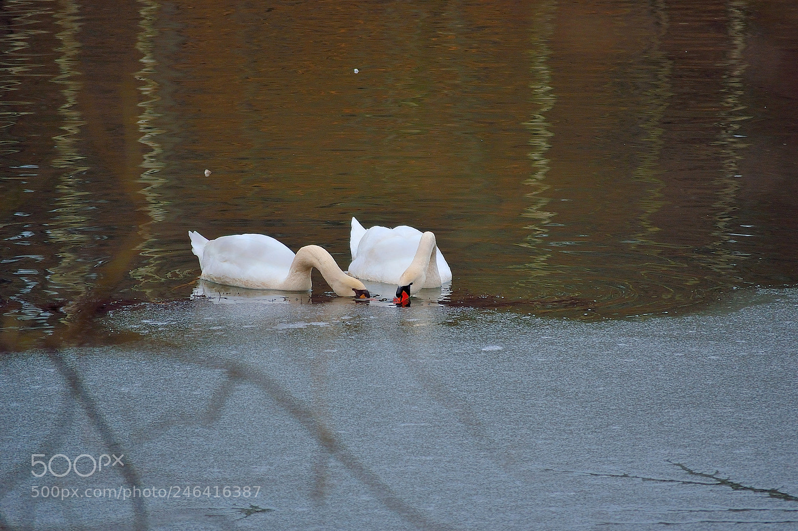 Nikon D3100 sample photo. What's beneath the ice? photography