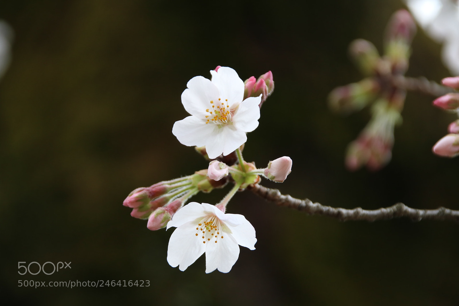 Canon EOS 760D (EOS Rebel T6s / EOS 8000D) sample photo. Untitled photography