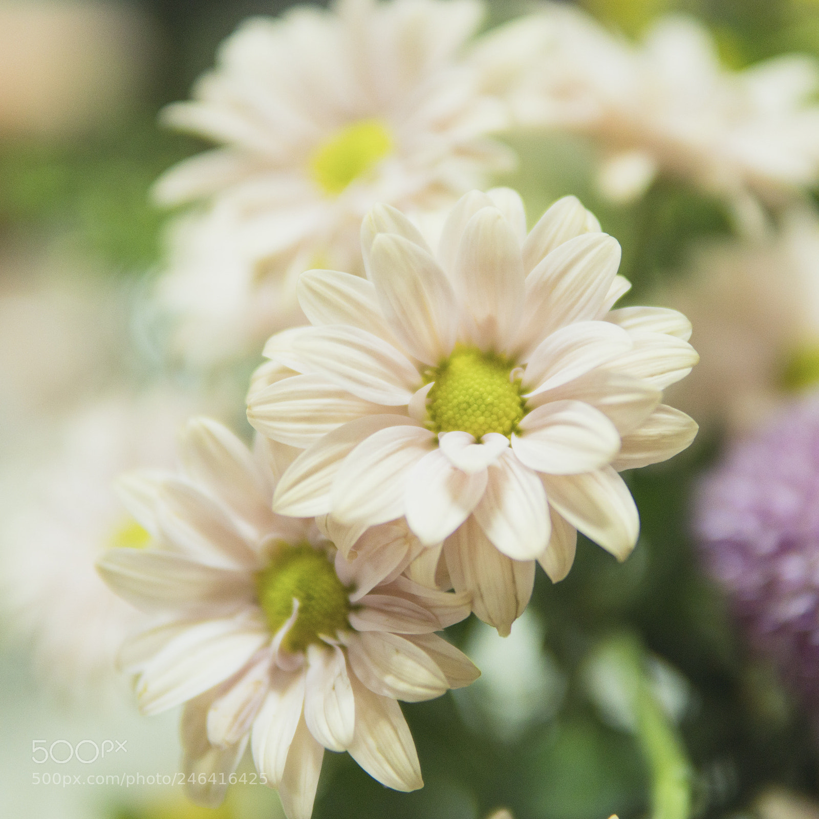 Sony a6500 sample photo. 蒴工房的花儿 photography