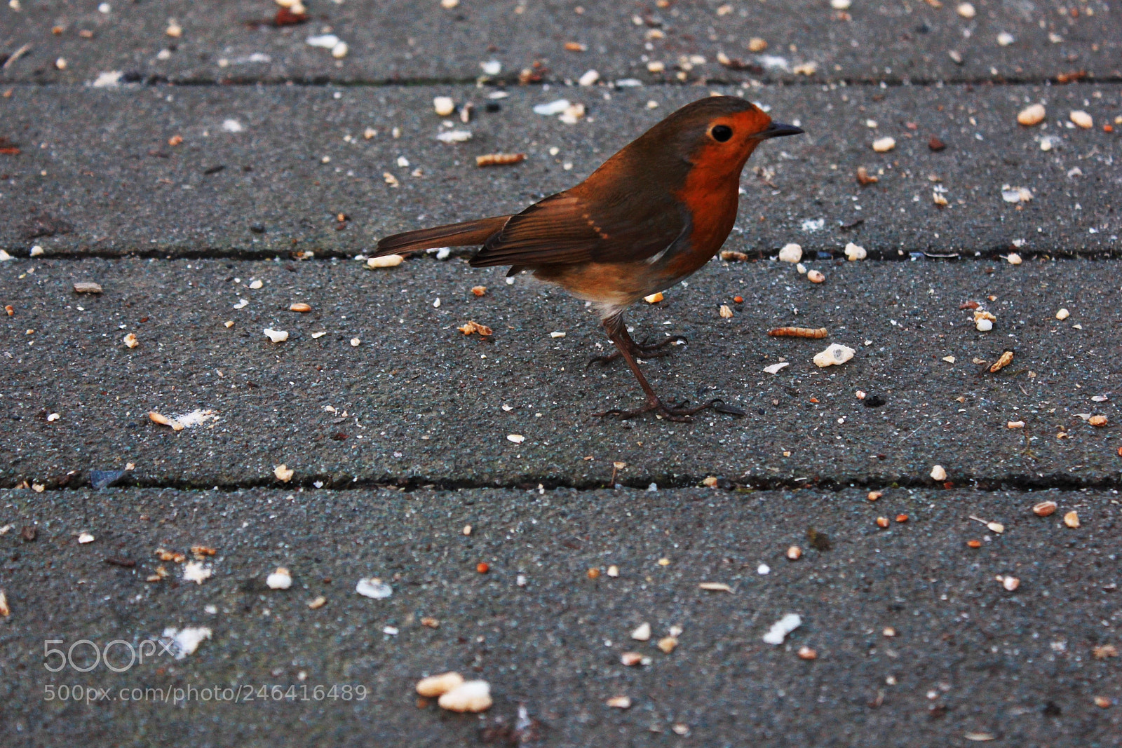 Canon EOS 550D (EOS Rebel T2i / EOS Kiss X4) sample photo. Robin 2, stover country photography