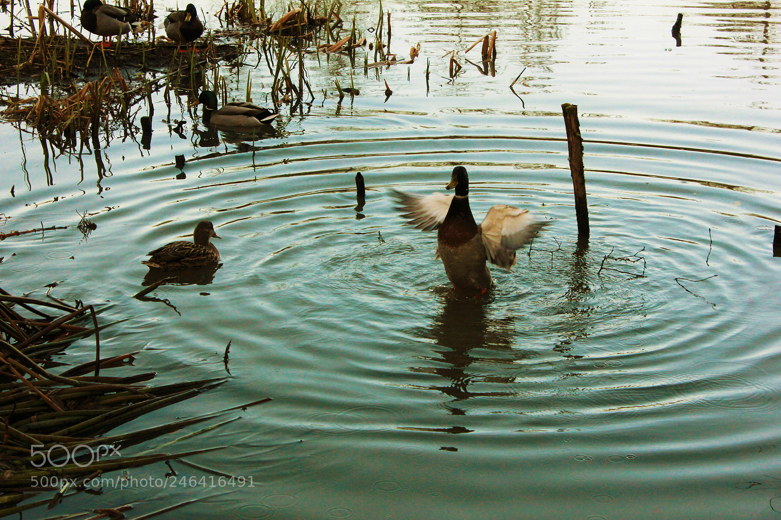 Canon EOS 550D (EOS Rebel T2i / EOS Kiss X4) sample photo. Ducks, stover country park photography
