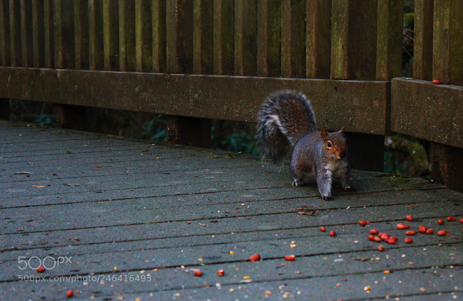 Canon EOS 550D (EOS Rebel T2i / EOS Kiss X4) sample photo. Squirrel 2, stover country photography