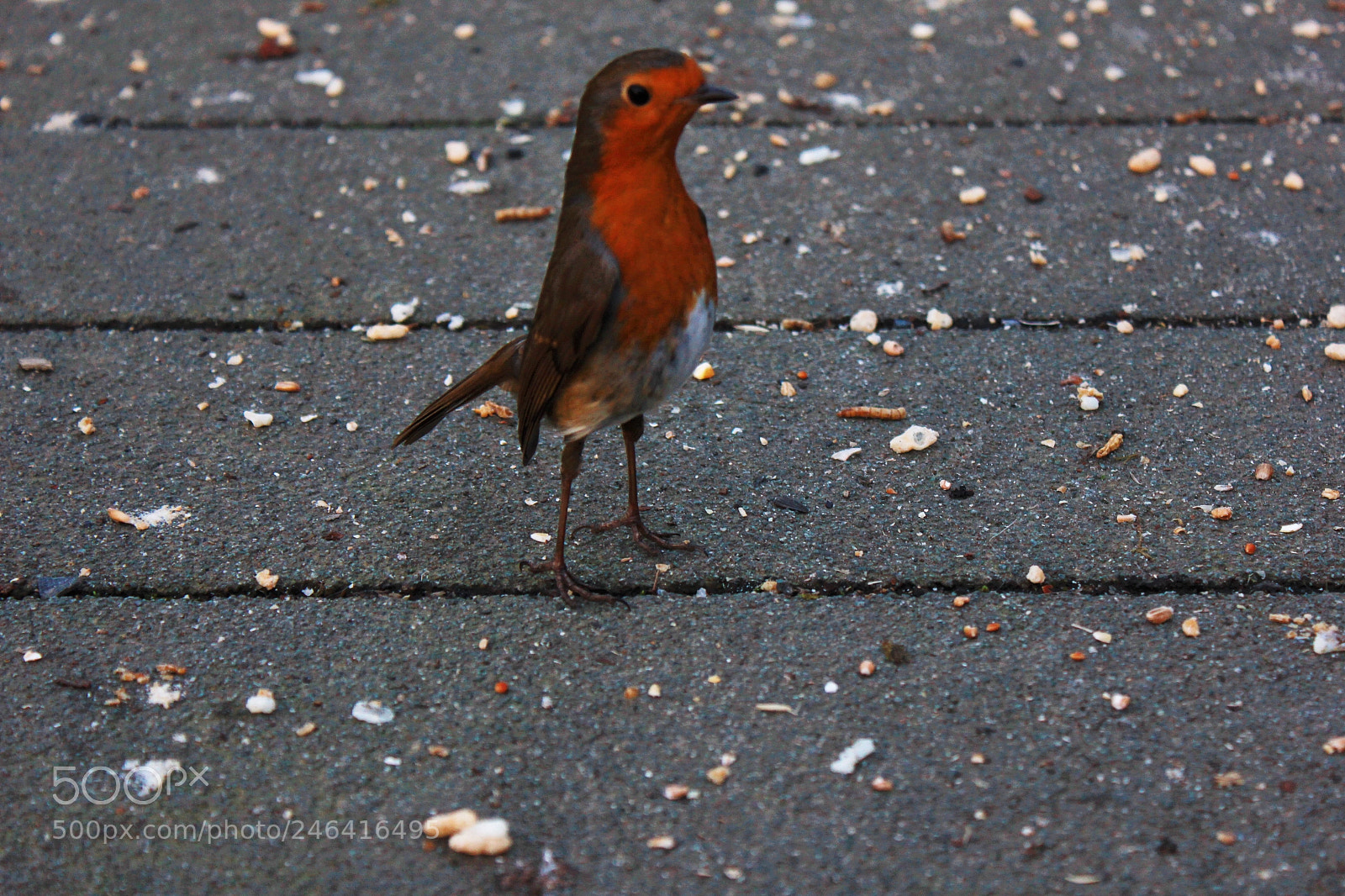 Canon EOS 550D (EOS Rebel T2i / EOS Kiss X4) sample photo. Robin 1, stover country photography