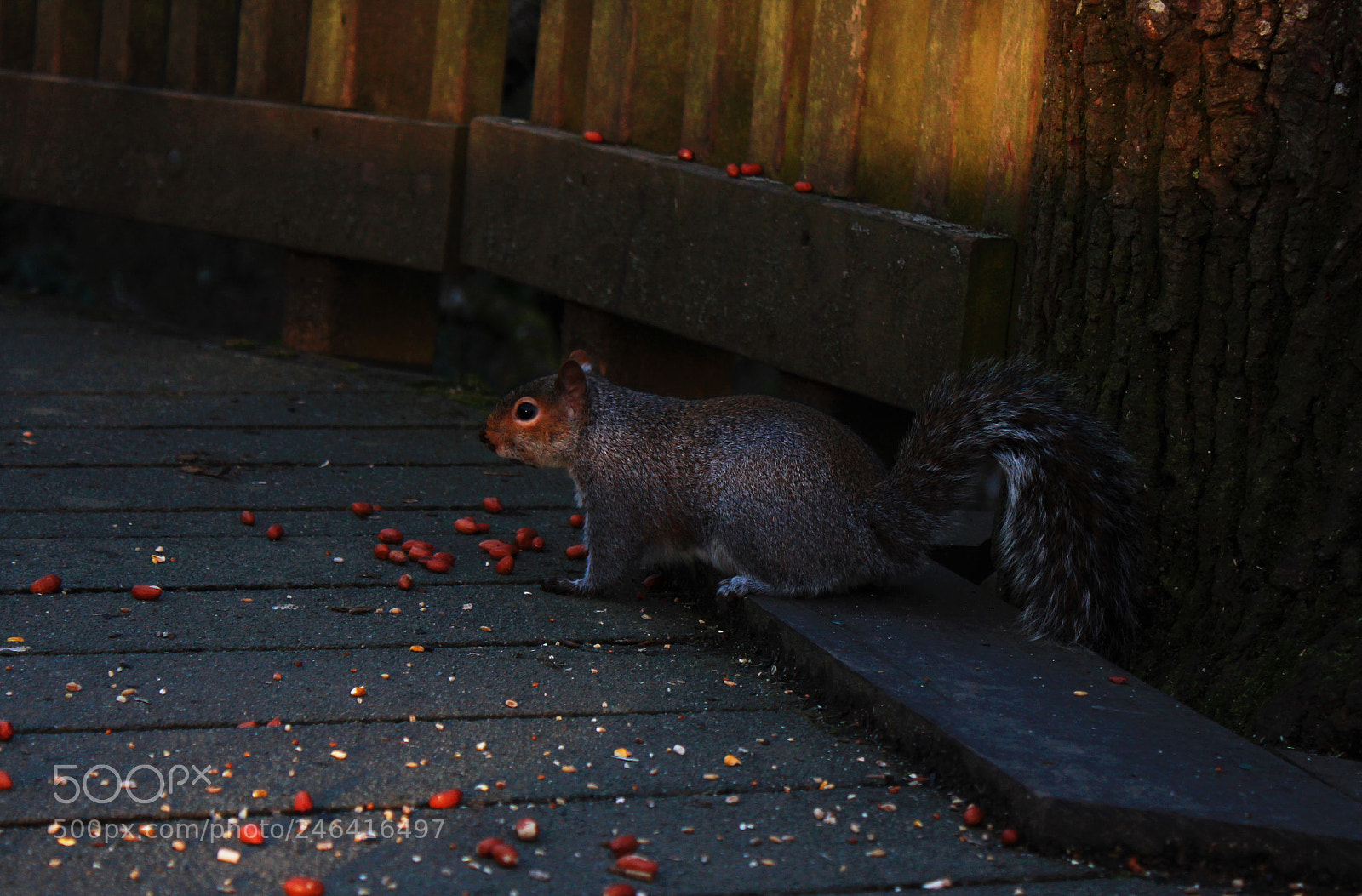 Canon EOS 550D (EOS Rebel T2i / EOS Kiss X4) sample photo. Squirrel 1, stover country photography