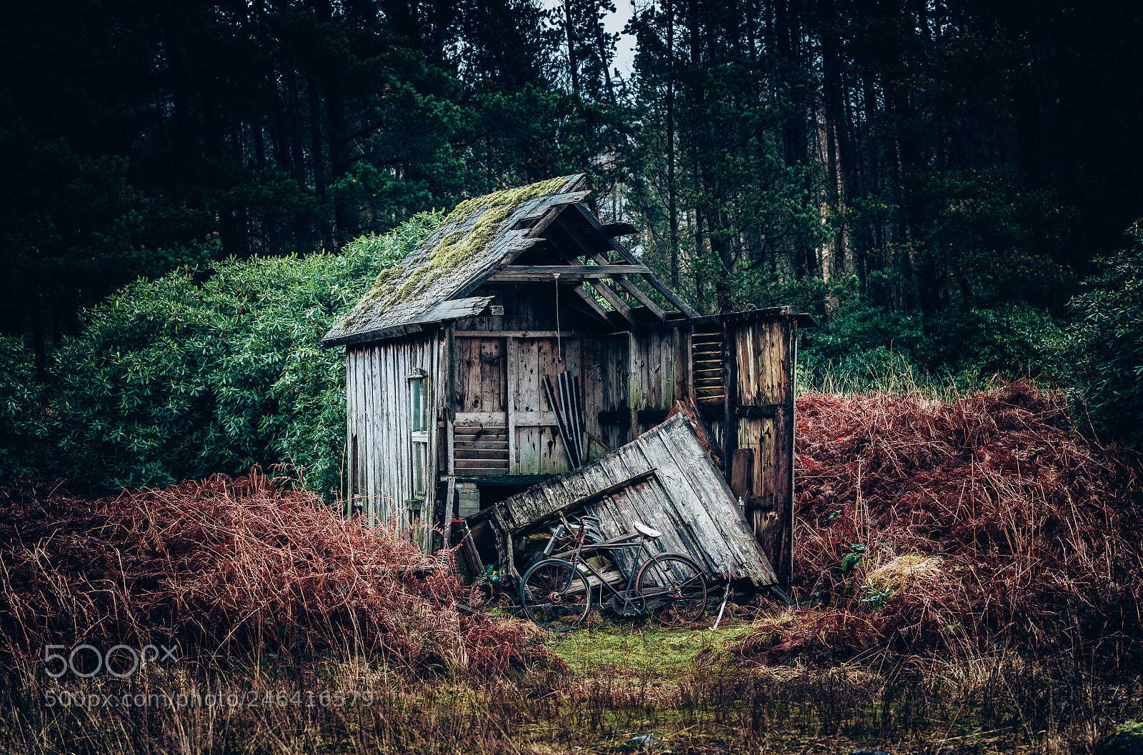 Nikon D850 sample photo. The old bike shed photography