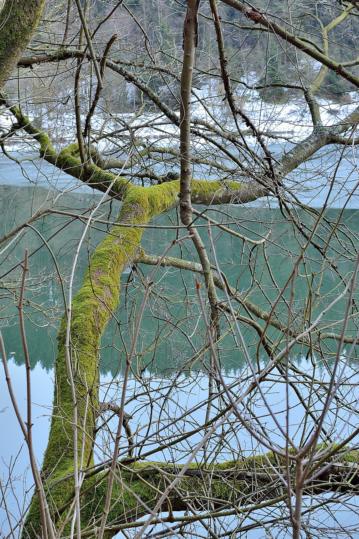 Nikon D3100 + Nikon AF-S DX Nikkor 35mm F1.8G sample photo. Mossy branch over icy water photography
