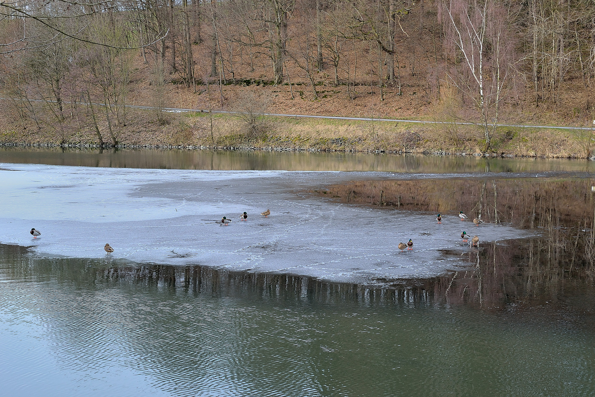 Nikon D3100 + Nikon AF-S DX Nikkor 35mm F1.8G sample photo. On thin ice photography