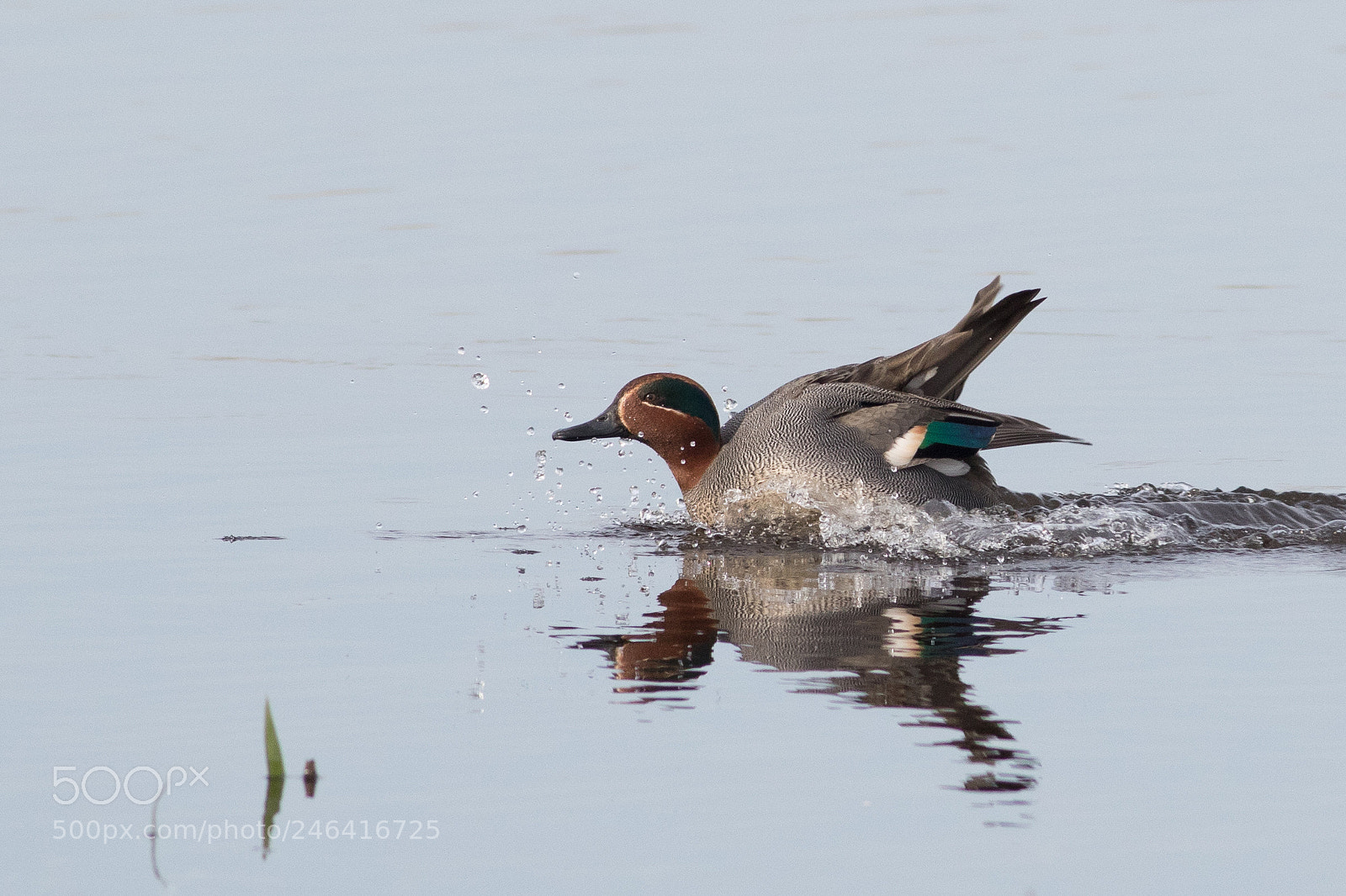Canon EOS 7D Mark II sample photo. Eursasian teal photography