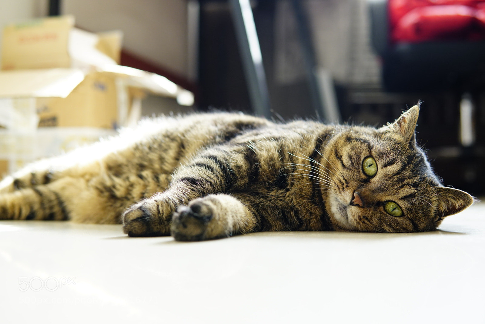 Sony a6500 sample photo. 家有萌喵 photography