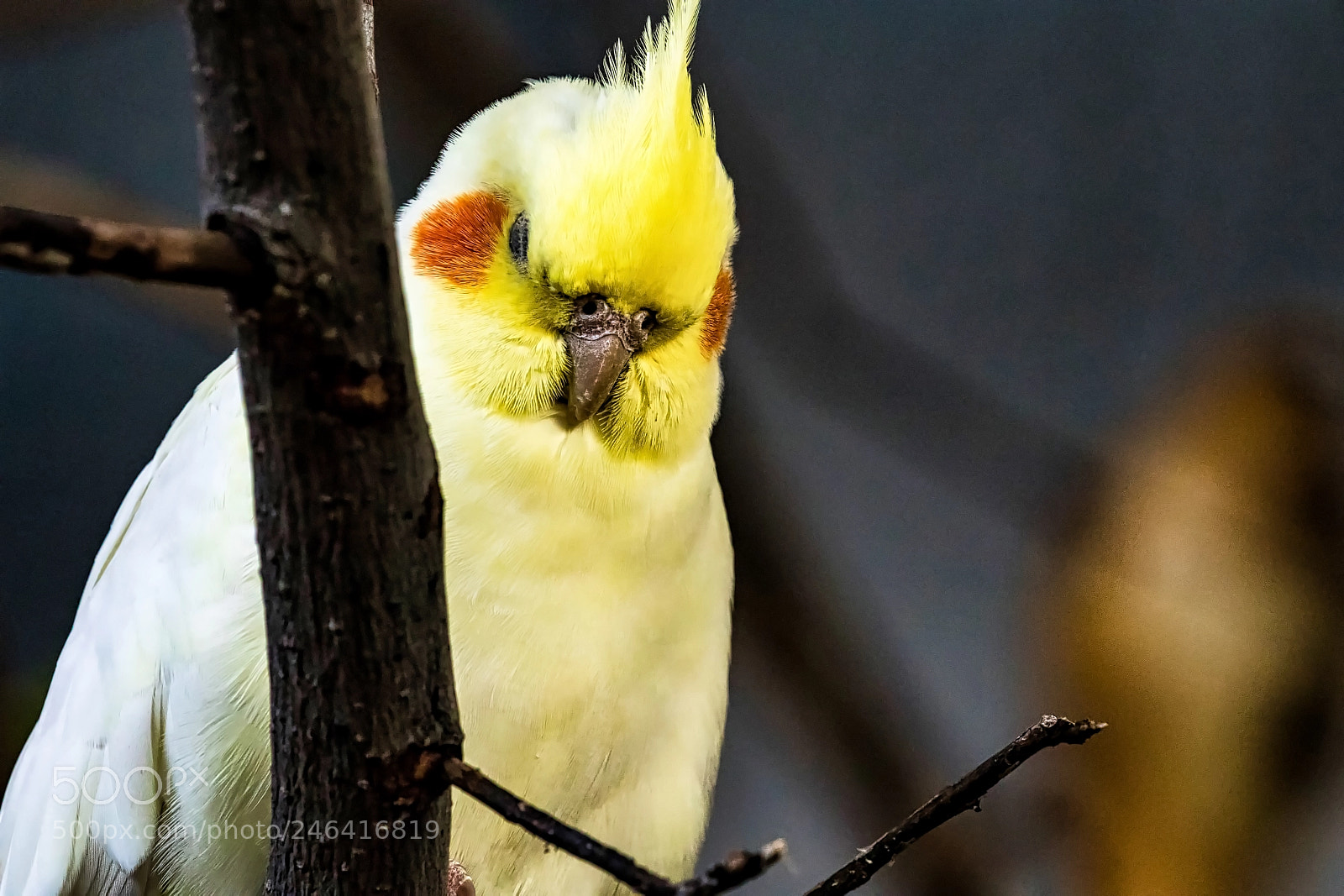 Canon EOS M5 sample photo. The shy parakeet photography