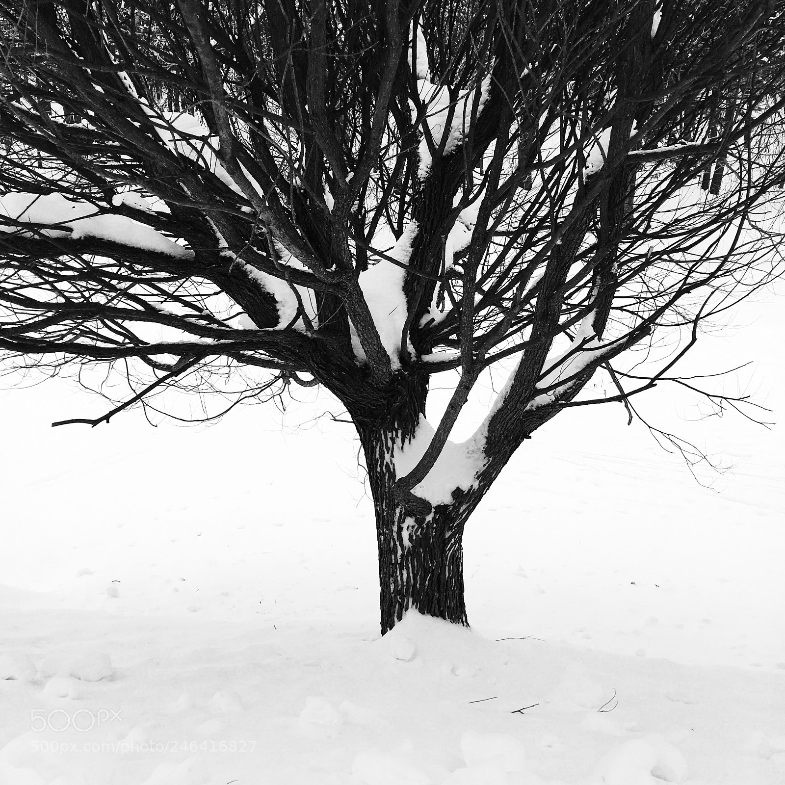 Apple iPhone SE sample photo. Tree photography