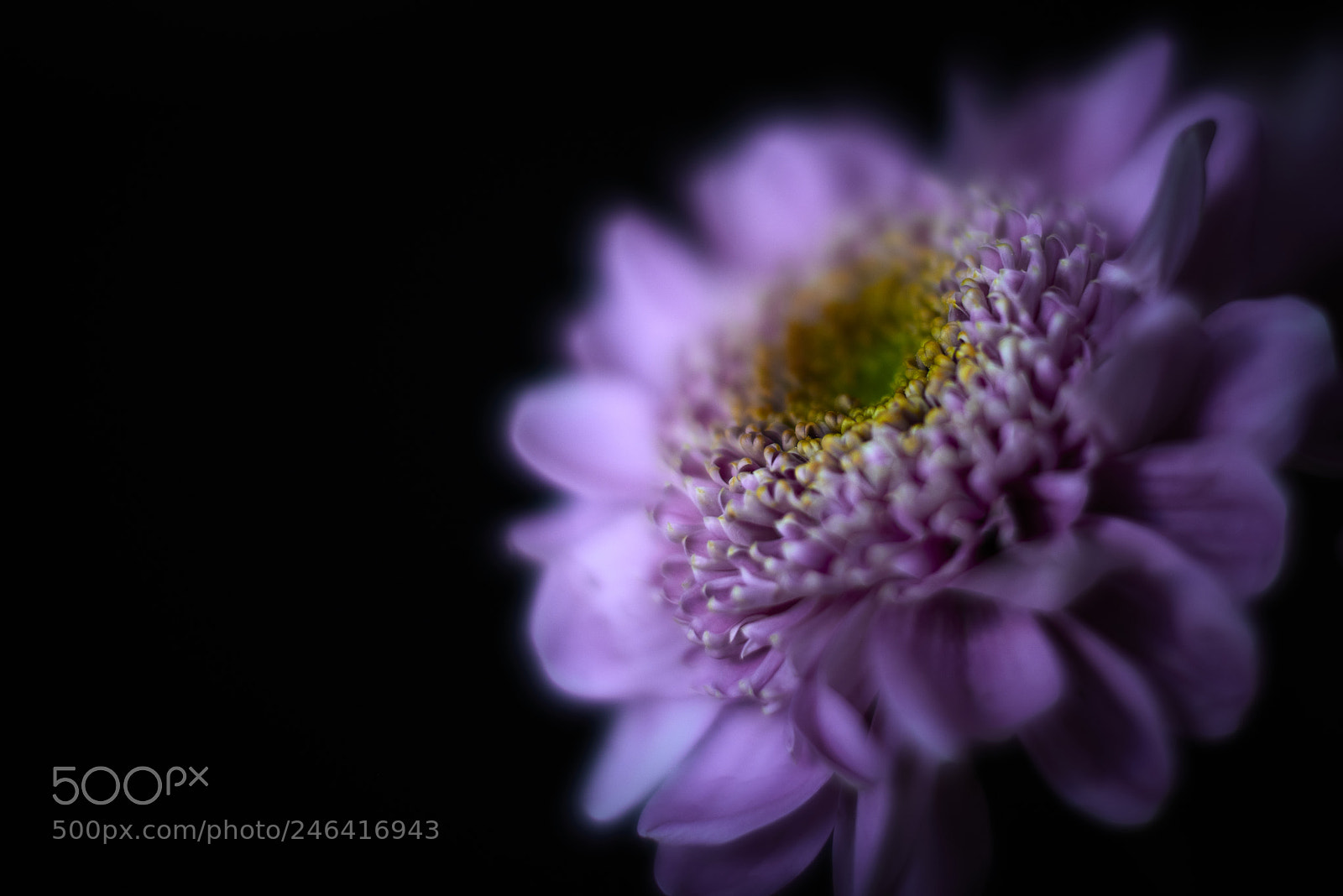 Nikon D800E sample photo. With a dreamy touch photography