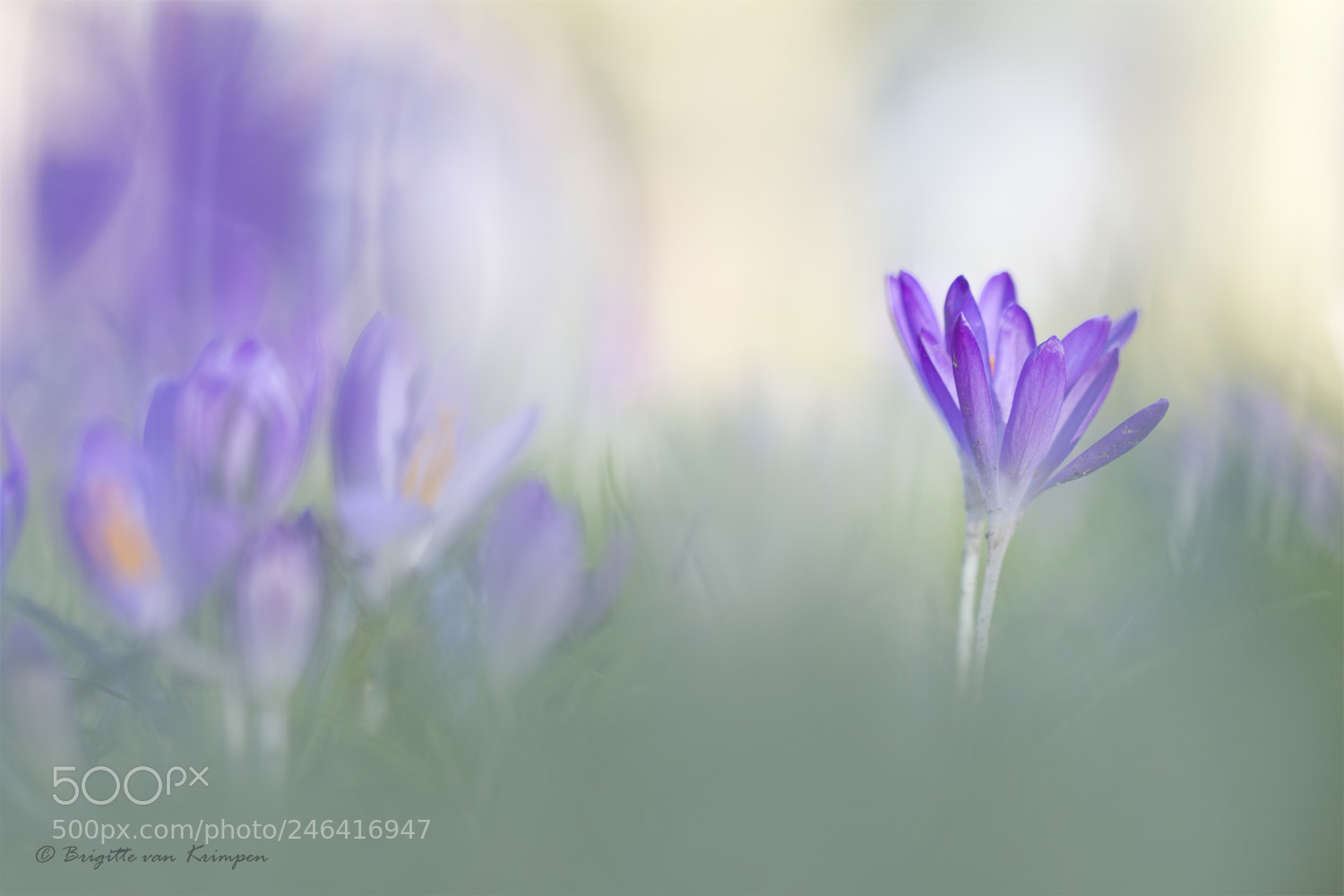 Canon EOS 60D sample photo. Crocus 3.0 photography