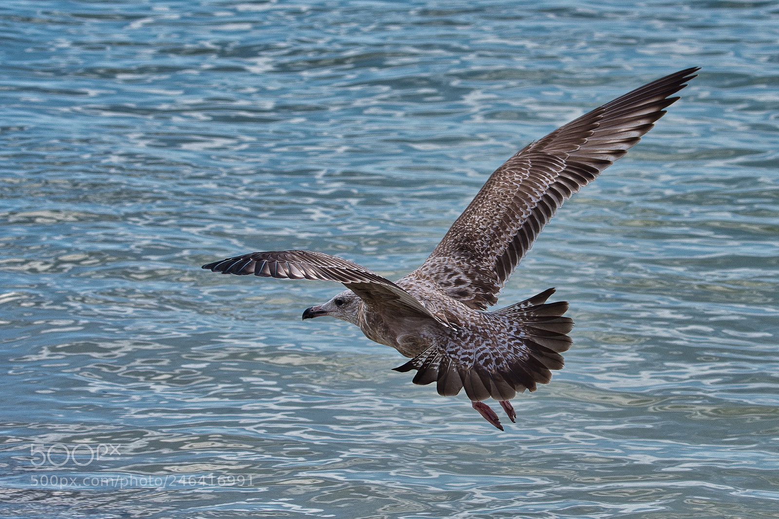 Nikon D500 sample photo. Seagull photography