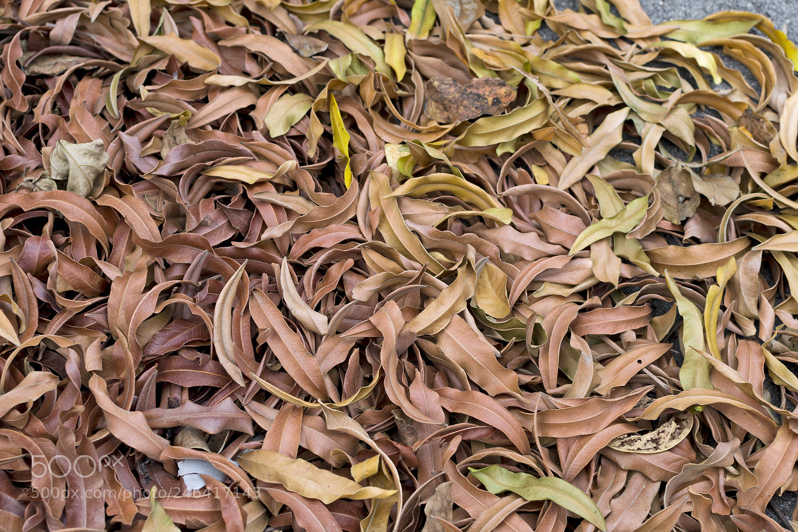 Nikon D3100 sample photo. The dried bundle photography